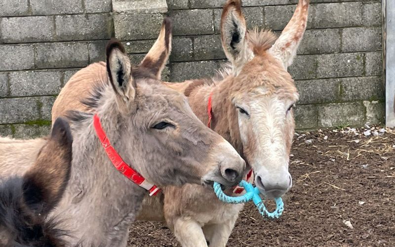 Ireland's largest donkey sanctuary runs out of space