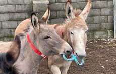 Ireland's largest donkey sanctuary runs out of space