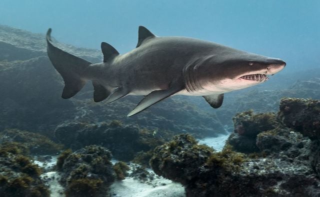 A sand tiger shark in the wild off South Africa.