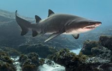Record-breaking 4.2m shark washes up on Irish beach