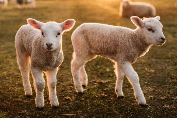 Quintuplet lambs are rare but not unheard of in Ireland.