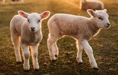 Cork sheep farmer shocked by “one in a million” quintuplet lambs