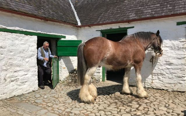 Nice spring Irish day - This horse is a Clydesdale measuring 17 hands in height, or about 5 feet 8 inches tall, one of the two resident Clydesdales, Ted or Ned, at the Traditional Farm at Muckross House, Killarney, County Kerry, Ireland. Photo taken May 2018. 