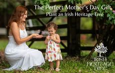 Honor your Mom with a heritage tree planted in Ireland - exclusive 20% off