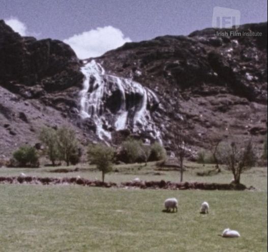 WATCH: Explore the flora and fauna of West Cork in this striking short film
