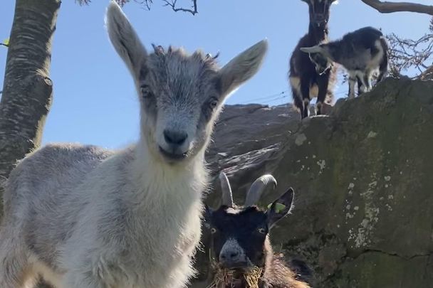 The Old Irish Goat Society and Fingal County Council are asking the public for help in naming 37 kid goats in Howth Head.