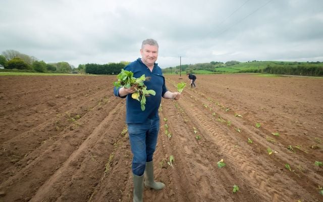 Master Chefs CEO Pat O\'Sullivan plants vegetables at the company\'s new farm in County Limerick. 