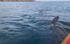 WATCH: Kayaker bumped by "curious" basking shark in west Cork