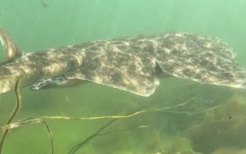 Kayaker captures incredibly rare footage of endangered angel shark in Galway Bay