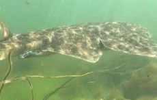 Kayaker captures incredibly rare footage of endangered angel shark in Galway Bay