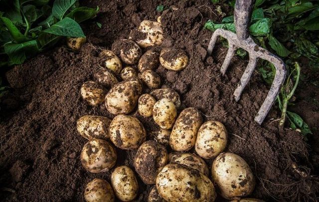 Climate change impacting potato growth in Northern Ireland