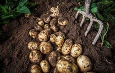 Climate change impacting potato growth in Northern Ireland