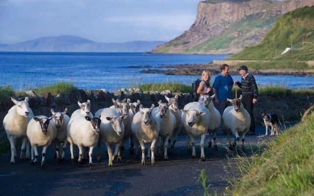 Sheep on Carrickmore Road, Ballycastle, County Antrim. 