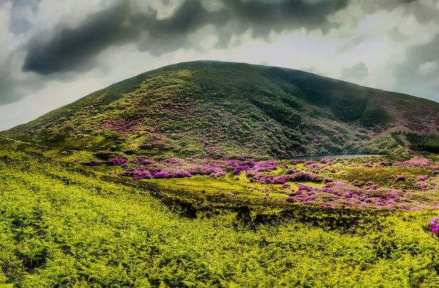 Rhododendrons in bloom at Knockmealdown, County Waterford.