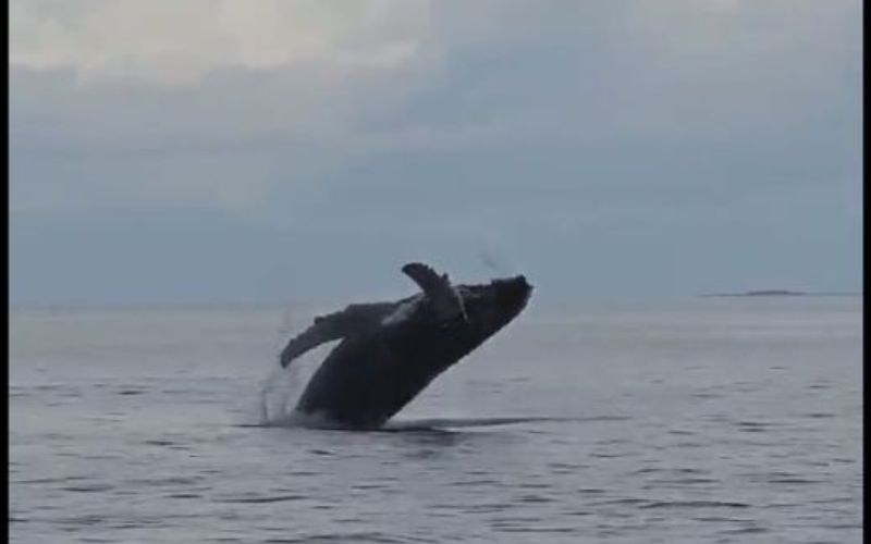 WATCH: Humpback whale's rare "incredible performance" off coast of Co Donegal
