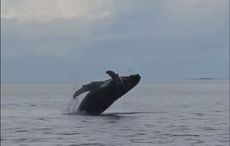 WATCH: Humpback whale's rare "incredible performance" off coast of Co Donegal