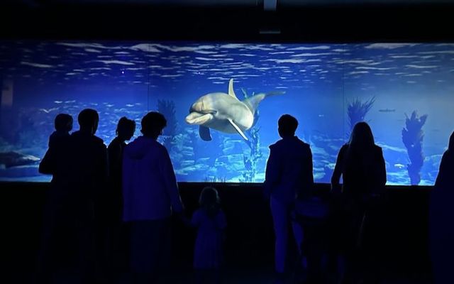 WAVE Dingle offers visitors an immersive adventure through the underwater world. 