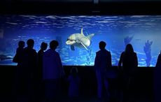 Dingle Bay comes to life in new Wild Atlantic Virtual Experience 