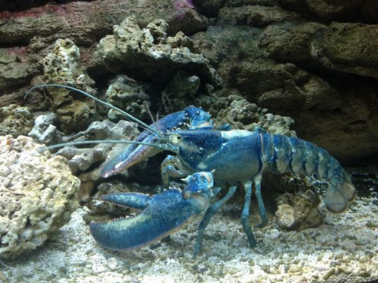 The one in two million blue lobster.