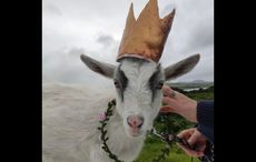 WATCH: “Queen of the Goats" - humble festival returns to Co Kerry this Friday