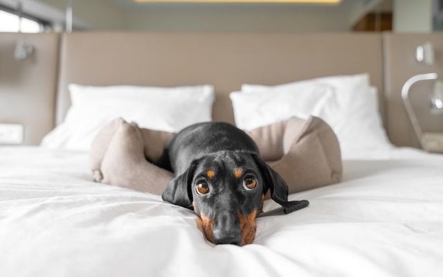 A cute dachshund lies on a bed in a pet-friendly hotel.