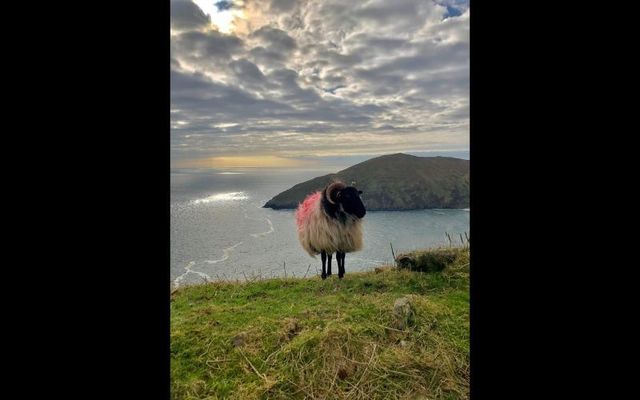 My perfect Achill Island Sheep