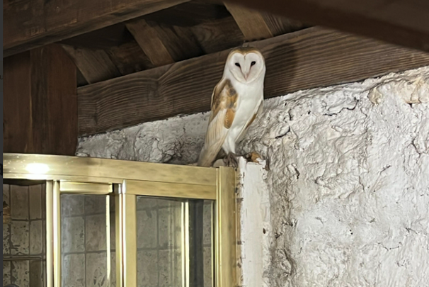 Owl fella at Turin Castle, County Mayo.