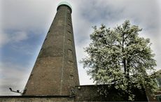 Famous Dublin pear tree proven to be more than 170 years old