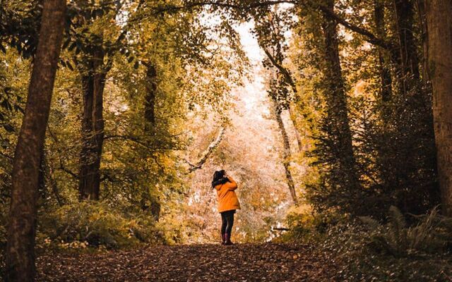 Courtown Woods walking trail, Co Wexford.