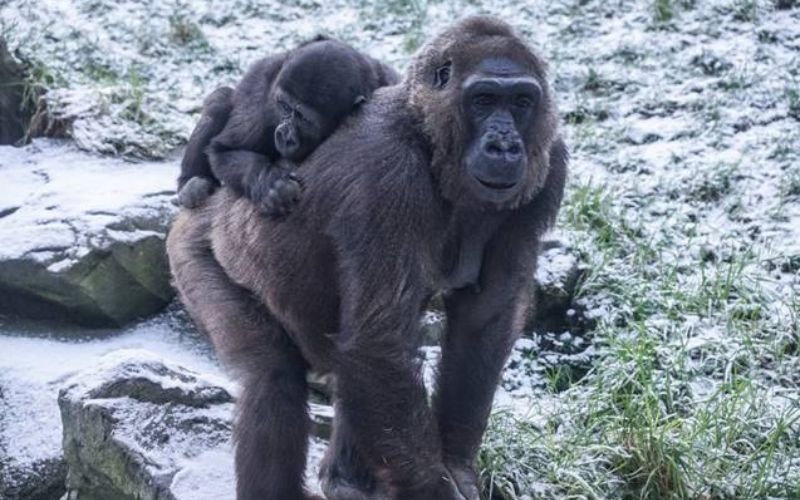 Belfast Zoo Christmas 2025 Dates Tiffi Gertrude