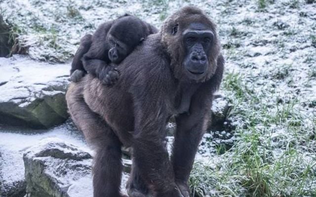 January 15, 2024: Kofi keeps warm on top of his mum Kamili at Belfast Zoo.