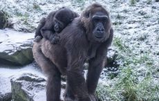 Belfast Zoo animals enjoy first snow of 2024