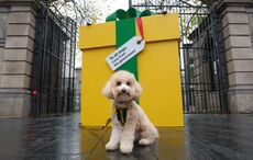 Dog charity calls for appointment of minister for Animal Welfare