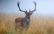 Phoenix Park urges public to post letters to Santa instead of feeding deer