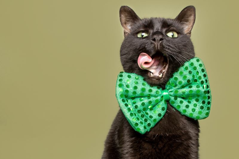 Miracle kitty! A family cat in Co Down has returned home after being missing for four years