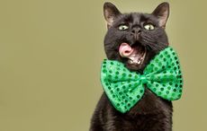 Miracle kitty! A family cat in Co Down has returned home after being missing for four years