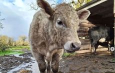 Irish sanctuary in danger of sinking, seeks help relocating animals