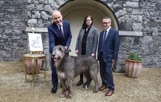 Meet the Irish Wolfhound set to feature in Ireland's new passport design