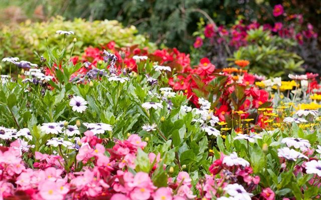 Derry in Northern Ireland has been named as a top location for enjoying spring flowers.