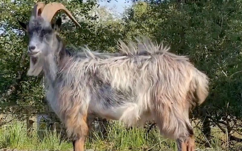 Endangered Old Irish Goat can still be legally hunted, faces extinction