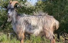Endangered Old Irish Goat can still be legally hunted, faces extinction