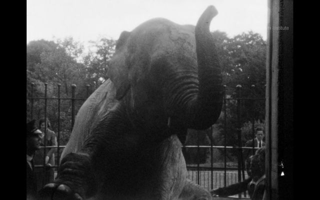 An elephant sighting was the highlight of this school\'s visit to the Dublin Zoo in the 1930s.