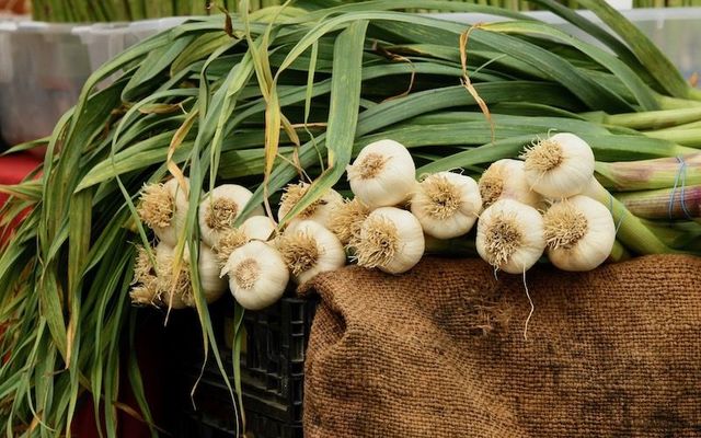 You can find wild garlic in Ireland from April to June.