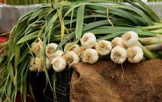 It's National Garlic Day! Here are tips for cooking with Irish wild garlic