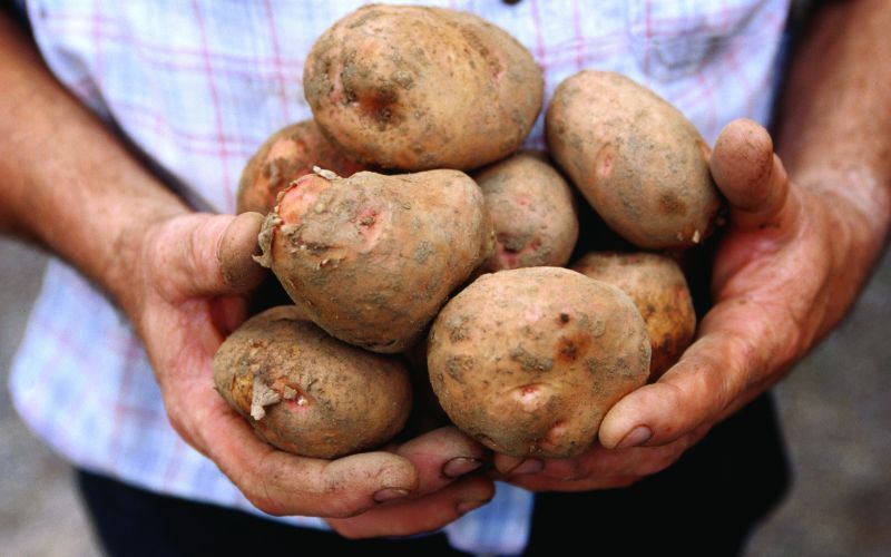 Ireland facing higher potato prices as stocks "running extremely tight"
