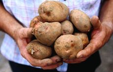 Ireland facing higher potato prices as stocks "running extremely tight"