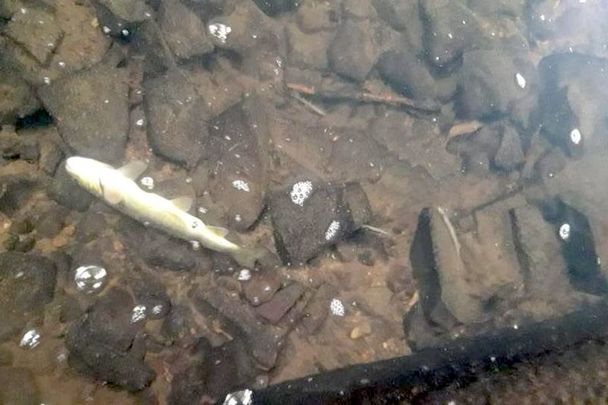 Dead fish on the bed of the River Allow in Co Cork.