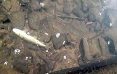 Cork "ecological disaster" as thousands of fish killed in suspected chemical spill
