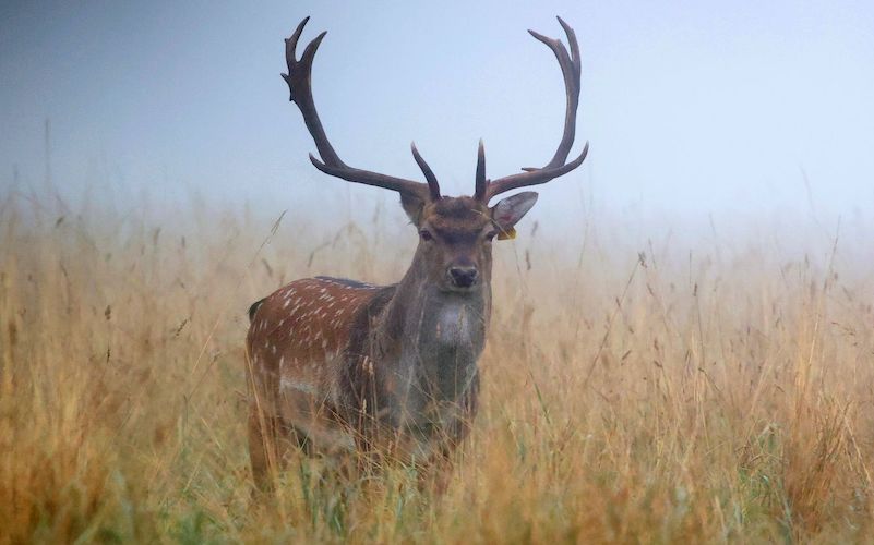 Public asked to stop feeding wild deer in Dublin's Phoenix Park