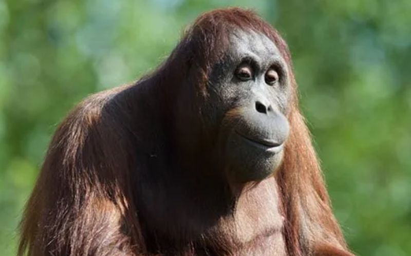 Dublin Zoo ‘deeply saddened’ as two animals die on the same night